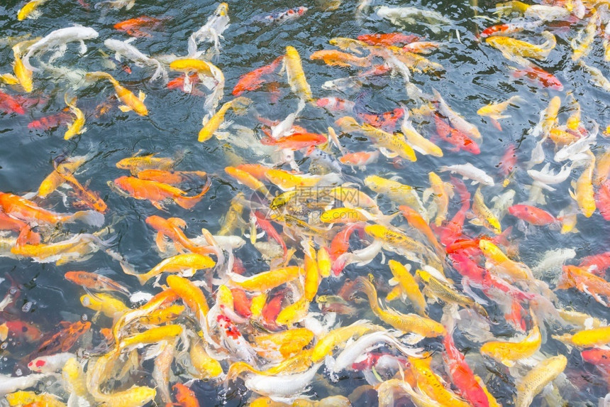 亚洲人平静的科伊鱼在池塘上积极游泳宠物图片