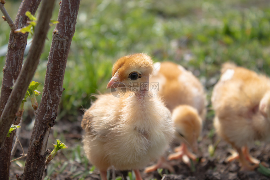 动物草地上的黄鸡农场自然背景特写草地上的一只漂亮小鸡设计理念草地上的黄鸡特写复活节为了图片