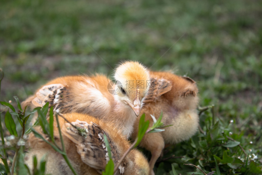 家禽农业夏天草地上的黄鸡农场自然背景特写草地上的一只漂亮小鸡设计理念草地上的黄鸡图片