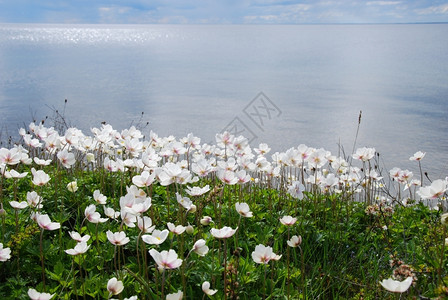 叶子植物学波罗的海西德群岛奥兰岸的白色后边形黄海葵库尔曼图片