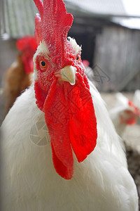 成熟动物白色公鸡和红梳子直盯着谷仓背景特查严肃的图片