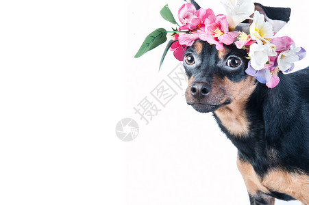 肖像卡片夏天一只花圈中的狗玩具泰瑞尔图片