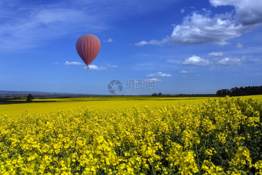 油菜花和热气球图片