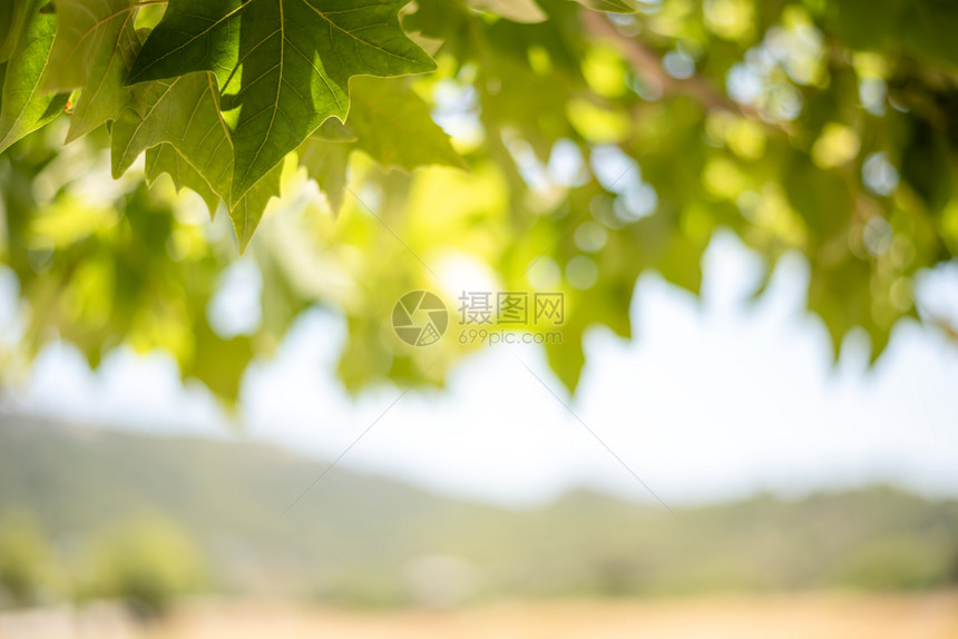 美国人脆弱的坚果阳光明媚夏日树叶和枫果实的绿色背景阳光明媚的日子树叶和枫果实的绿色背景图片