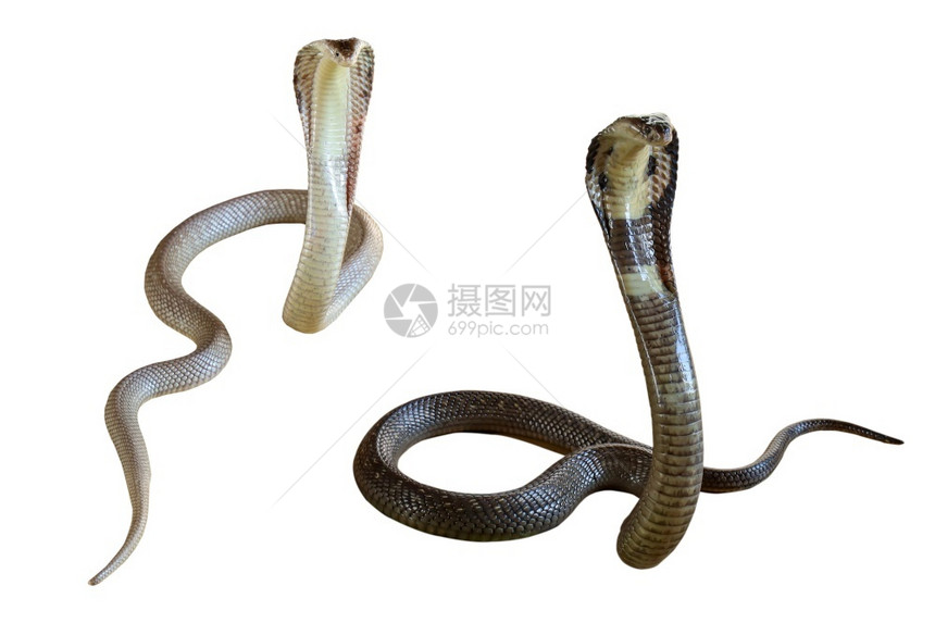 单片白色背景的美丽白黑眼镜蛇有条路可走危险爬虫图片