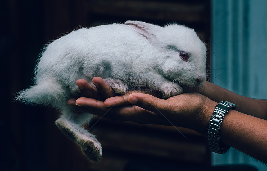 宠物兔子躺在女主人手上图片