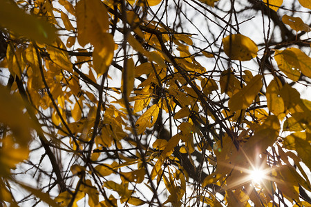 秋天风景树叶橙色的太阳照耀在黄色和金树木的叶子上落下阳光日图片