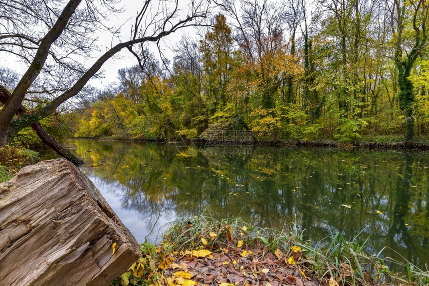 旅行绿色橙令人惊叹的秋天景象在一片森林中的条河流典型黄色的秋天颜图片