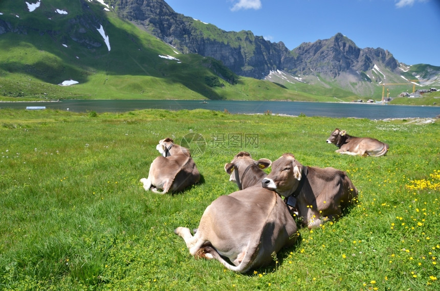 绿色奶牛开车瑞士阿尔卑斯山草地MelchseeFrutt的牛群图片