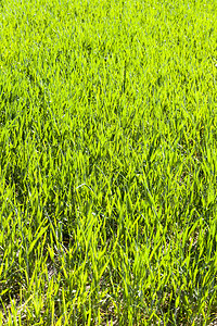 落下太阳农业青绿第一片好小米的草叶农耕田地图片