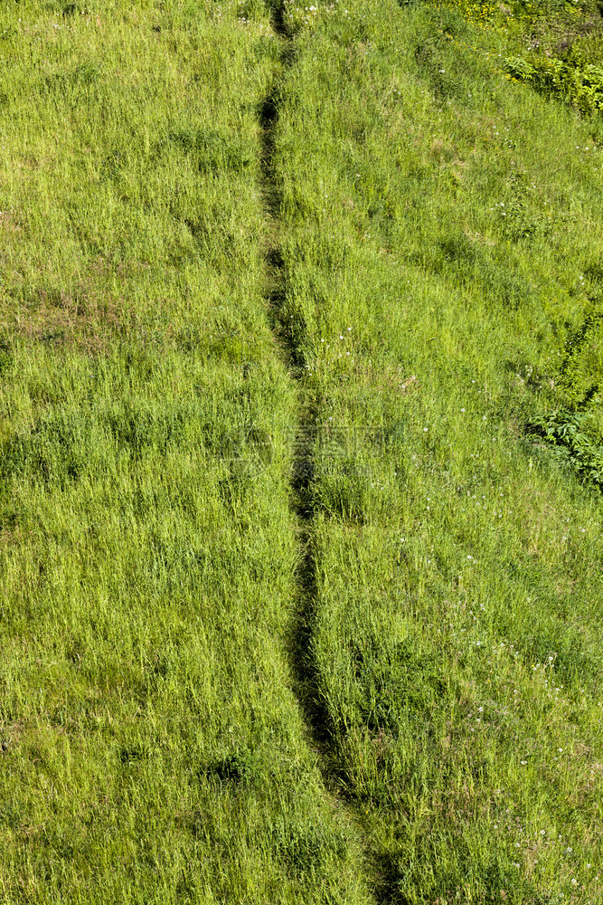 人行走的绿草夏季和青植物夏天技术图片