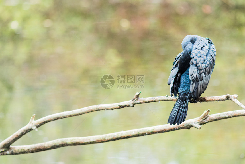 栖息地一个伟大的Cormoran在湖边的树枝上荒野户外图片