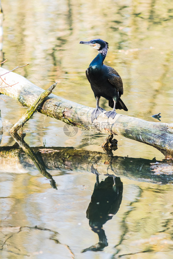 公园一个伟大的Cormoran在湖边的树枝上水栖息地图片