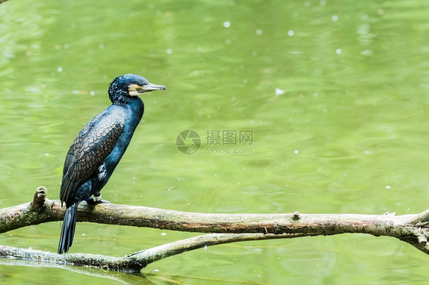 栖息动物一个伟大的Cormoran在湖边的树枝上户外图片