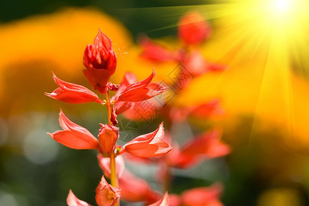 花瓣田地上美丽的红花草地环境图片