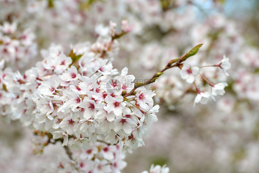樱花四月开桃植物公园图片