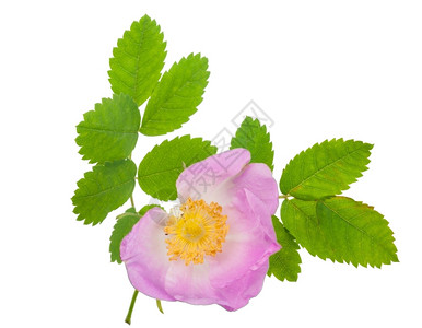 野蔷薇绿色狗玫瑰盛开夏天图片
