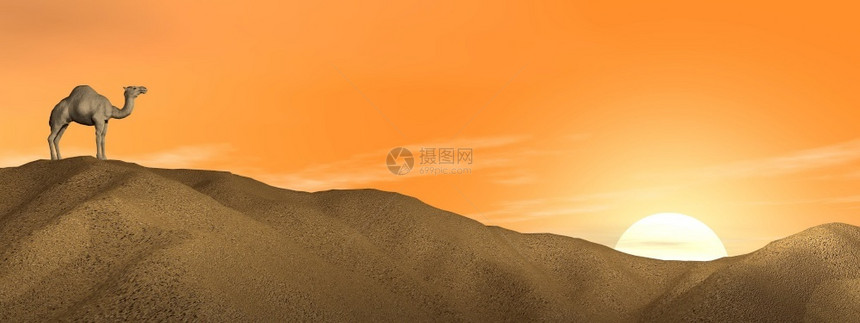 一只骆驼站在沙漠丘上图片