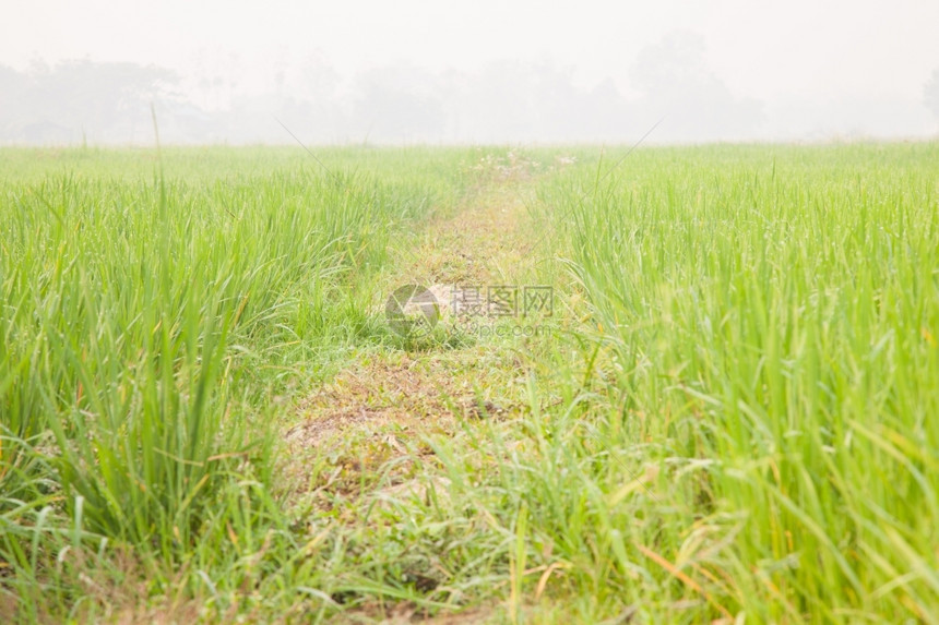 稻田里的谷整齐地排列着长的农作物绿色一种图片