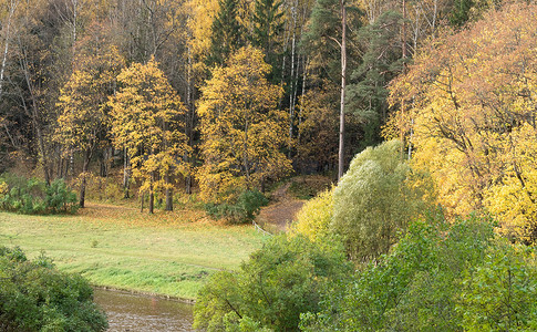 车道公园的秋树森林黄色图片