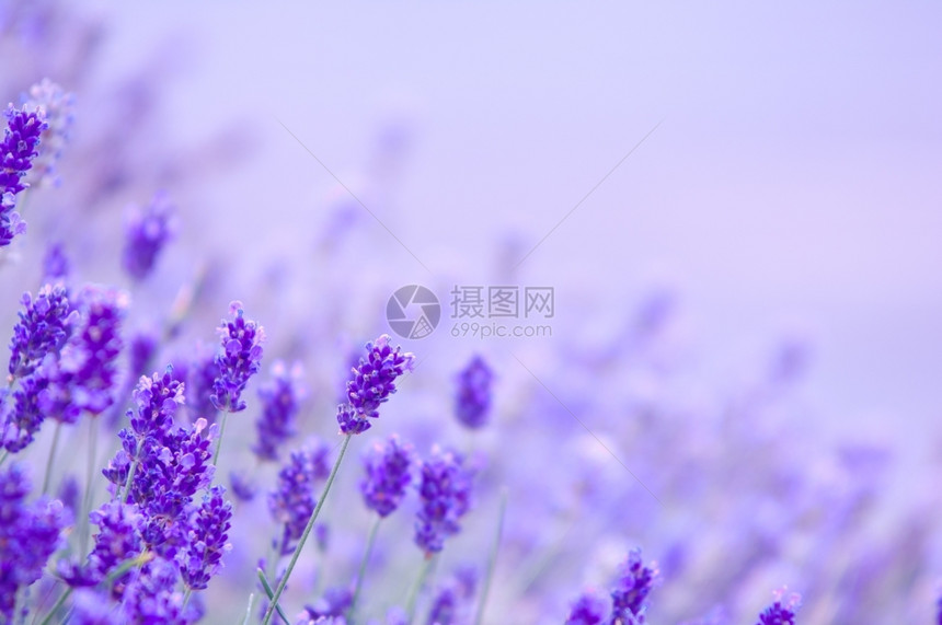 地中海花束紫色朵的具有复制空间的天然紫色花朵Lavandula油图片