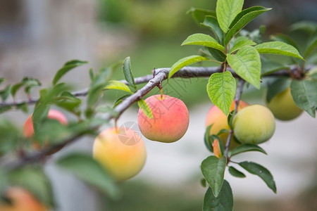 农耕体验园多汁的食物素主义者有机农耕在果园的梅树枝上生长甜李子水果在园的花生树枝上种植背景