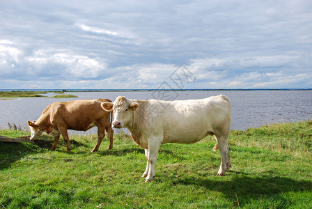 牛群和一望无际的草原与河流图片