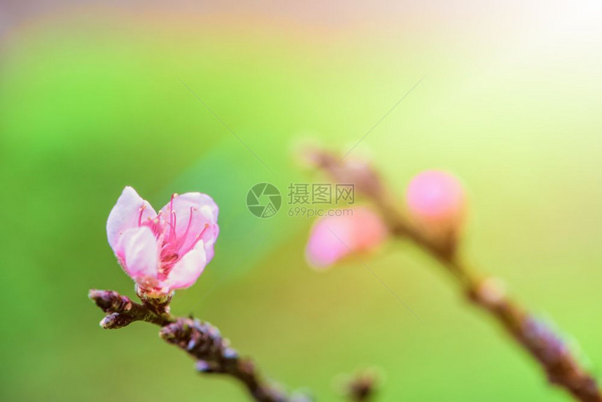 微小的李属粉红桃花紧贴小红色花桃或PrunusPersica花在树上春底有阳光热带图片