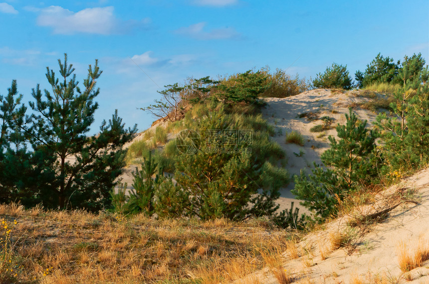 晴天空加里宁格勒长满松树的沙丘波罗海沿岸沙丘波罗海沿岸沙丘长满松树的沙丘图片