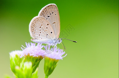 葫芦杂草在花上吃蜜的小棕蝴蝶世界上最小的蝴蝶之一青草蓝或Zizulahylathhyfrax微图片
