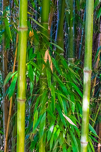 夏威夷竹树木亚洲人竹干和叶天然本底流行热带花园植物的大型封闭背景