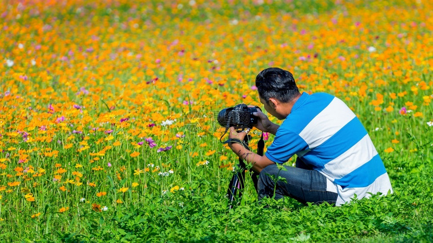 泰国自然人们专业摄影师在花田三脚架上用照相机拍图片