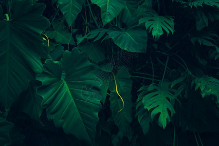 深色植物丛林棕榈生活叶子大自然在春暗热带树叶自然背景的花园中留下绿色背景以春季为深色热带树叶自然背景背景