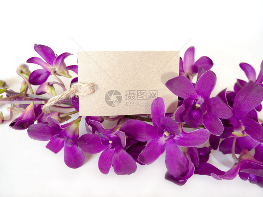 紫色的兰花美丽配有情人节的空白礼品牌或背景的周年贺词健康自然图片