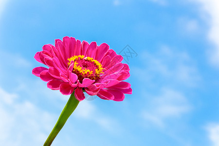 丰富多彩的植物一朵粉色辛尼亚花在蓝天空的干叶上生长图片