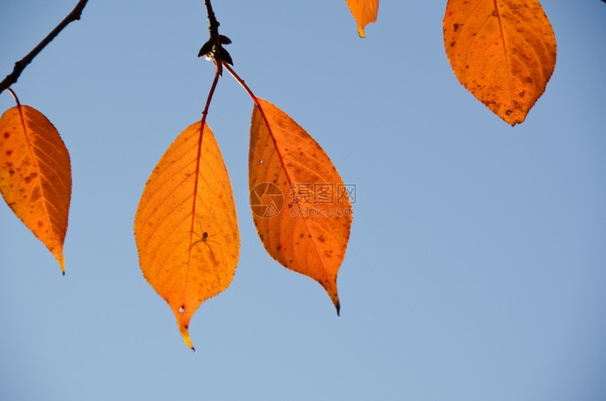 在秋天的后光下与一只蜘蛛在樱桃树上有着棕色叶子的树枝生长阳光木头图片