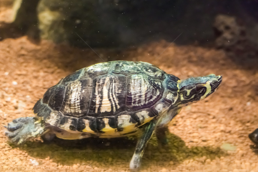 生活热带的宠物在水下游泳的爬行动物肖像上游泳的黄条纹海龟图片