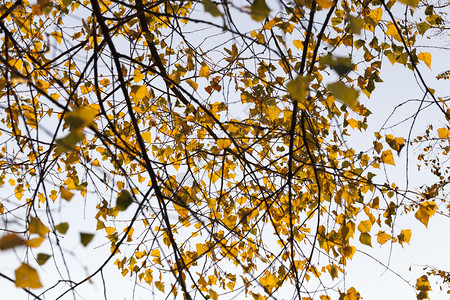 黄色的秋季树枝上橘子叶在蓝天对准秋美丽的叶子落下橙季节金的图片