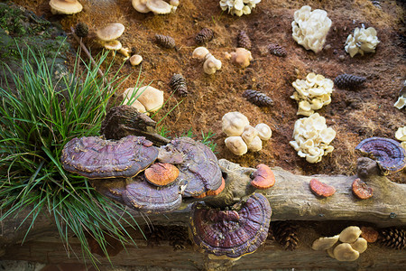 癌症草本植物食品节的林芝蘑菇或丽石库存照片制药图片