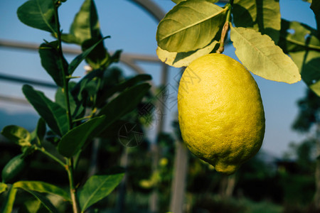 花园里新鲜的柠檬水果维他命酸的植物图片