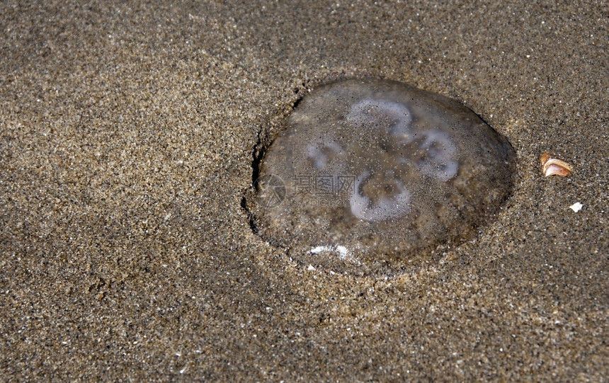 果冻鱼作为含沙背景棕色的动物园海滩图片