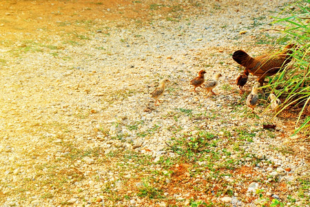 婴儿蓬松的鸡母和小在草地里找食物可爱的图片
