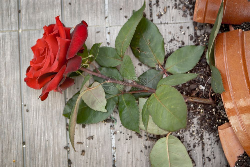 碎片健康地面破的花盆地板上有一朵红玫瑰图片