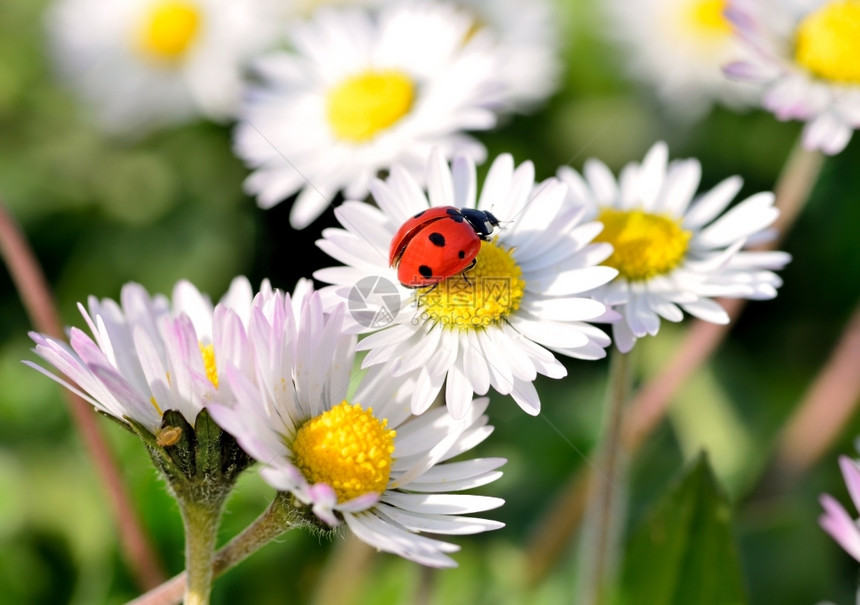 瓢虫爬上甘菊花动物季节美丽图片