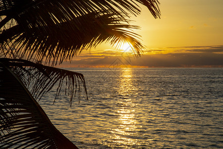 旅行太阳在乐园的棕榈树下沉入海中蜜月受欢迎的图片