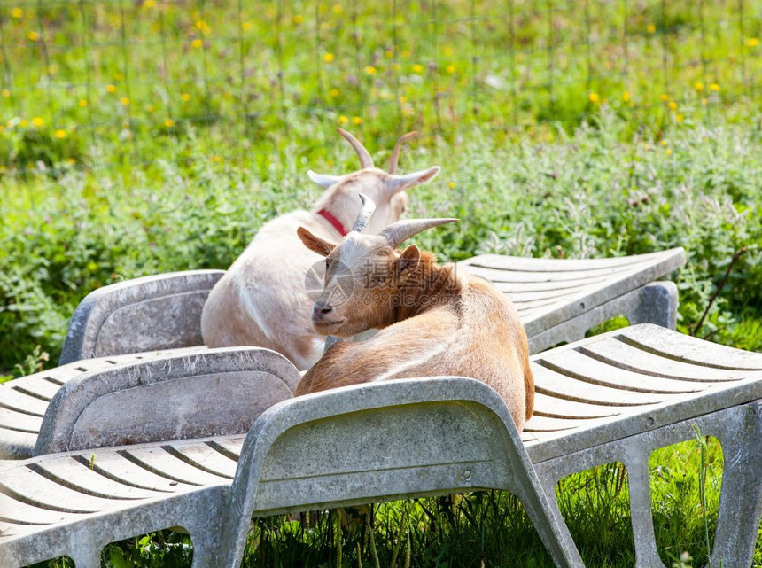 配种国内的暑假是一对山羊的期夏天睡在休息椅上反刍动物图片