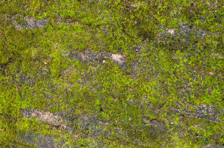 颜色波隆纳鲁沃旧砖墙上的新鲜青苔绿色水泥图片