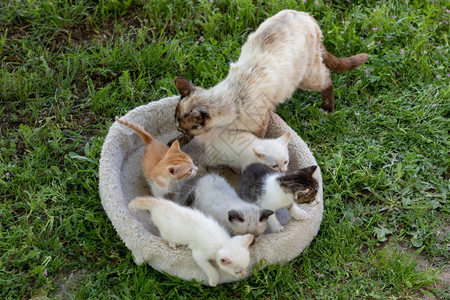 草地猫窝里的一群猫咪幼崽图片