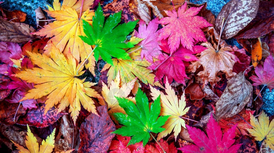 森林秋天多彩的叶枫阳光图片