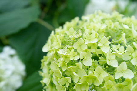 衬套美丽的白色花朵或黄在春天将朵紧贴在盛中的大叶图片